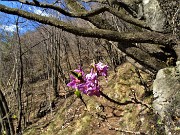 31 Fiori di Mezereo (Daphne mezereum)